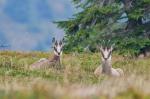 Alpine Chamois (Rupicapra rupicapra)