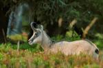 Alpine Chamois (Rupicapra rupicapra)