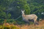 Alpine Chamois (Rupicapra rupicapra)