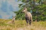 Alpine Chamois (Rupicapra rupicapra)