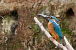 Kingfisher (Alcedo atthis)