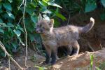  Liška obecná ( Vulpes Vulpes)