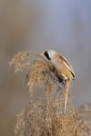 Bearded reedling (Panurus biarmicus)