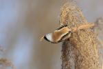 Bearded reedling (Panurus biarmicus)