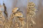 Bearded reedling (Panurus biarmicus)