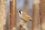 Bearded reedling (Panurus biarmicus)