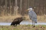 Volavka popelavá (Ardea cinerea)