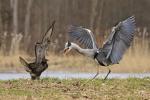 Grey Heron (Ardea cinerea)