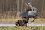 Grey Heron (Ardea cinerea)