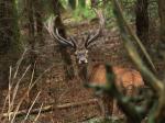 Red Deer (Cervus elaphus)