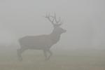 Red Deer (Cervus elaphus)