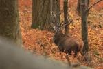 Red Deer (Cervus elaphus)