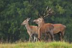 Jelen lesní (Cervus elaphus)