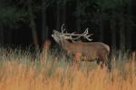 Red Deer (Cervus elaphus)