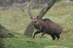 Sika deer (Cervus nippon nippon)