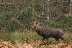 Sika deer (Cervus nippon nippon)