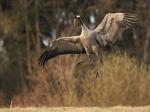  Common Crane  ( Grus grus)