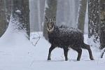 Alpine Chamois (Rupicapra rupicapra)