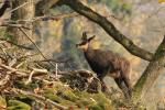 Alpine Chamois (Rupicapra rupicapra)