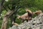 Alpine Chamois (Rupicapra rupicapra)