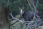 Alpine Chamois (Rupicapra rupicapra)