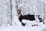 Alpine Chamois (Rupicapra rupicapra)