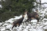 Alpine Chamois (Rupicapra rupicapra)