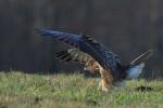 Common Buzzard (Buteo buteo)