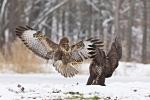 Káně lesní (Buteo buteo)