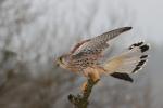 Kestrel (Falco tinunculus)