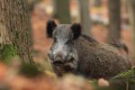  Wild Boar ( Sus scrofa)