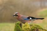 Eurasian Jay (Garrulus glandarius)