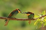 European Bee-eater (Merops apiaster)