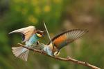 European Bee-eater (Merops apiaster)