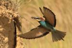 European Bee-eater (Merops apiaster)