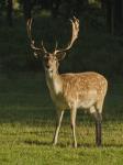 Fallow Deer (Dama dama)