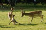 Fallow Deer (Dama dama)