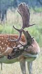 Fallow Deer (Dama dama)