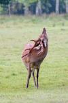 Sika deer (Cervus nippon nippon)