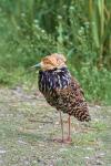 Ruff (Philomachus pugnax)