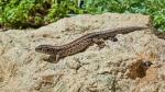 Common lizard (Lacerta communis)