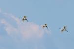 Kolpík bílý (Platalea leucorodia)