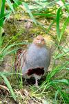 Grey Partridge (Perdix perdix)