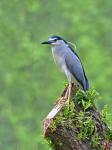  Kvakoš noční ( Nycticorax nycticorax)