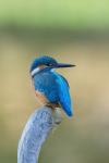 Kingfisher (Alcedo atthis)