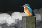 Kingfisher (Alcedo atthis)