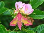 Smal Elephant Hawk-moth (Deilephila porcellus)