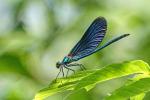 Banded Demoiselle (Calopteryx splendens)