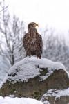  sea eagle ( Haliaeetus albicillus)