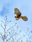 Poštolka obecná (Falco tinunculus)